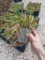 deschampsia cespitosa "ruwe smele" x96, Tuin en Terras, Planten | Tuinplanten, Ophalen, Vaste plant, Siergrassen