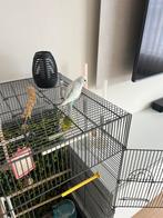 Parkieten met kooi, Dieren en Toebehoren, Vogels | Parkieten en Papegaaien, Parkiet