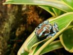 Dendrobates auratus Super Blue, Amphibien, 0 à 2 ans