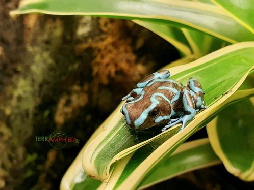 Dendrobates auratus Super Blue, Animaux & Accessoires, Reptiles & Amphibiens, Amphibien, 0 à 2 ans