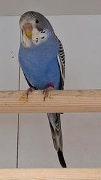 Split blackface mannen