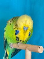 groen geel gezicht, Dieren en Toebehoren, Vogels | Parkieten en Papegaaien, Mannelijk, Parkiet, Geringd