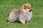 Pomeriaan pups te koop - Dwergkeeshondjes, Dieren en Toebehoren, Keeshond, 15 weken tot 1 jaar, Buitenland, CDV (hondenziekte)