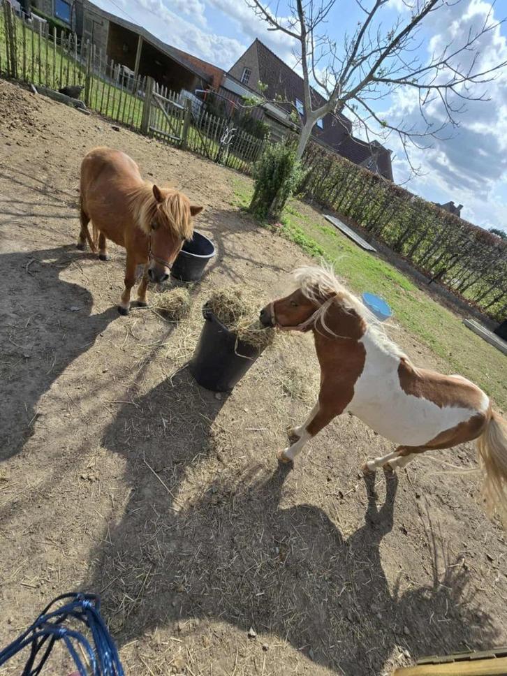 Pony´s, Dieren en Toebehoren, Pony's, Meerdere dieren, Niet van toepassing, Gechipt, Ontwormd