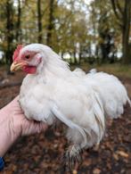 Cochin kriel haantje, Dieren en Toebehoren, Mannelijk, Kip