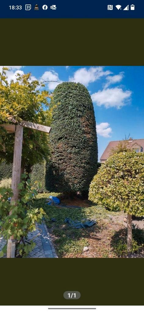 Tuinman, Diensten en Vakmensen, Tuinmannen en Stratenmakers