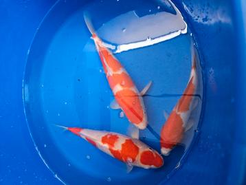 Jumbo Kohaku , 2 x 10 kg wintervoer beschikbaar voor biedingen