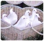 🕊 Lâcher de colombes 🕊, Ophalen, Nieuw