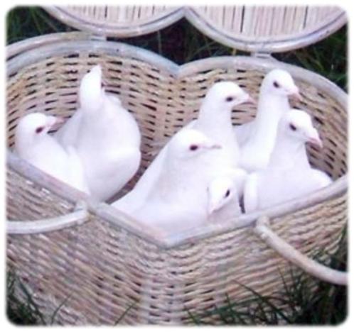 🕊 Lâcher de colombes 🕊, Hobby en Vrije tijd, Feestartikelen | Verhuur, Nieuw, Ophalen