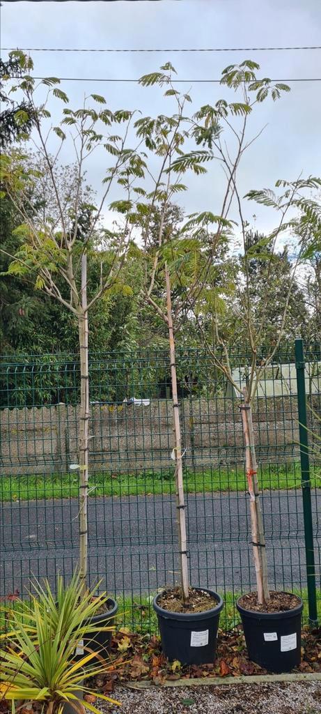 Albizia Julibrissin Ombrella - Perzische slaapboom, Tuin en Terras, Planten | Bomen, Ophalen
