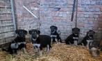 Duitse Herder pups, Dieren en Toebehoren, Honden | Herdershonden en Veedrijvers, België, Fokker | Hobbymatig, CDV (hondenziekte)