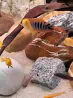 Nestje labidochromis hongi sweden, Vis, Zoetwatervis