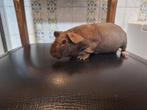 Chocolate skinny zeugje, Dieren en Toebehoren, Knaagdieren, Vrouwelijk, Cavia, Tam