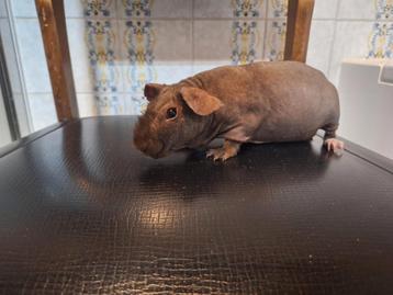 Chocolate skinny zeugje beschikbaar voor biedingen