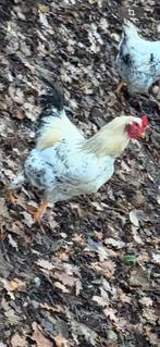 Haan, Dieren en Toebehoren, Pluimvee, Kip