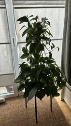 Plante grimpante Pothos epipremnum aureum 88 cm, Comme neuf, Intérieur