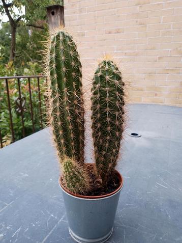Catus de +/- 35cm en pleine santé  beschikbaar voor biedingen
