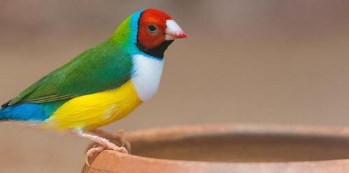 Diverse tropische/exotische vogels beschikbaar, Dieren en Toebehoren, Vogels | Overige Vogels