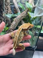 Wimpergekko man, Dieren en Toebehoren