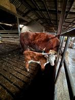 Hereford koe met kalf