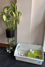 Ferplast cavia- of konijnenhok (binnen), Dieren en Toebehoren, Knaagdieren en Konijnen | Hokken en Kooien, Ophalen, Hok, Cavia
