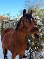 Lieve, knappe en talentvolle merrie van 8 jaar, Merrie, Gechipt, M, 7 tot 10 jaar