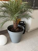 Palm, Huis en Inrichting, Kamerplanten, Ophalen of Verzenden, Palm