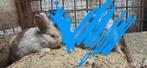 Dwergkonijntjes, Dieren en Toebehoren, Konijnen, Meerdere dieren, Dwerg, Hangoor, 0 tot 2 jaar