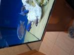 Cichlides malawi couple copadichromis cyaneus, Dieren en Toebehoren