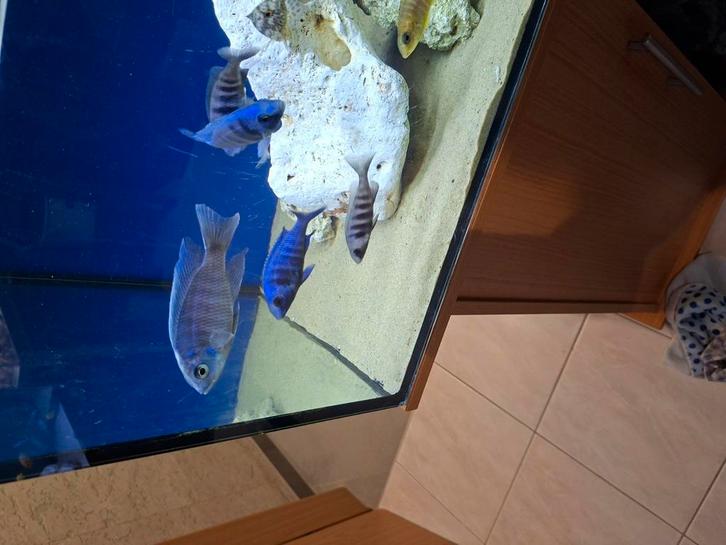 Cichlides malawi couple copadichromis cyaneus, Dieren en Toebehoren, Vissen | Aquariumvissen