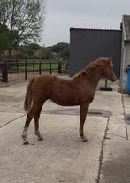 Welsh merrie en hengst veulen, Dieren en Toebehoren, Pony's, Merrie