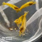 Yellow Neocaridina garnalen, Kreeft, Krab of Garnaal, Zoetwatervis, Schoolvis