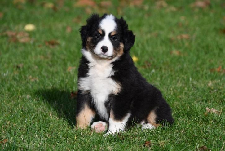 Australische Herder pups te koop, Dieren en Toebehoren, Honden | Herdershonden en Veedrijvers, Teef, Herder, Fokker | Professioneel