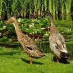 Indische loopeenden jonge mannetjes, Dieren en Toebehoren, Pluimvee