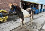 barrok pinto pony merrie veulen 10 maanden oud, Dieren en Toebehoren, Merrie