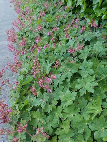 PLANT NU mooie sterke bodembedekker 0,90 EUR  beschikbaar voor biedingen