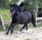 Eyecatcher met een heel mooi karakter! Onbeleerd., Dieren en Toebehoren, Paarden, Gechipt, Minder dan 160 cm, Ruin, 3 tot 6 jaar