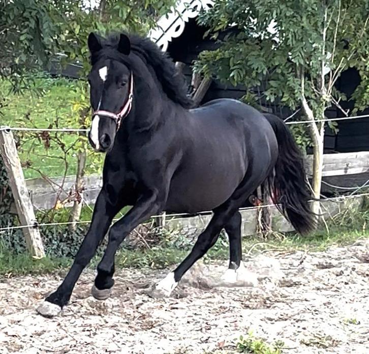 Eyecatcher met een heel mooi karakter! Onbeleerd., Dieren en Toebehoren, Paarden, Ruin, Onbeleerd, Minder dan 160 cm, 3 tot 6 jaar