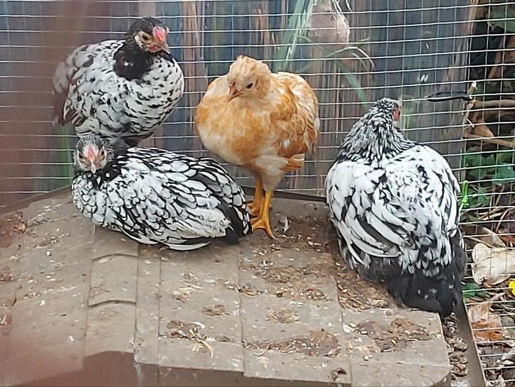 Kippetjes, Dieren en Toebehoren, Pluimvee