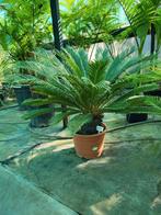 Cycas revoluta, stam 20/25, totaal 50/60 hoog., Tuin en Terras, Ophalen of Verzenden