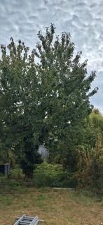 Gratis grote kerselaar, perenboom en treurwilg, Tuin en Terras, Ophalen, Perenboom