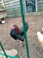 Jonge haan (Ras: Marans) te koop, Animaux & Accessoires, Oiseaux | Oiseaux Autre, Mâle