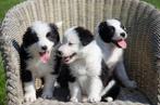 border collie pups geboren op boerderij, Dieren en Toebehoren, België, Particulier, CDV (hondenziekte), 8 tot 15 weken
