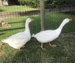 Ganzen, Dieren en Toebehoren, Maart