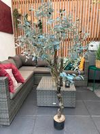 Olijven Sierplant, Ophalen