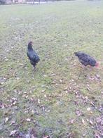 Een jersey gerjande haan en een luikse koekoek haan