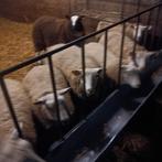 Jonge ooien en bokken, Dieren en Toebehoren, Schapen, Geiten en Varkens