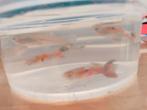 Guppies te koop, 10€/10 stuks, Dieren en Toebehoren, Vissen | Aquariumvissen
