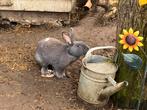 Vlaamse reus, Dieren en Toebehoren, Konijnen