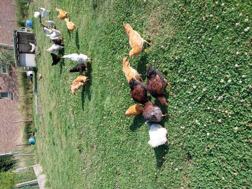 Rashanen, Dieren en Toebehoren, Pluimvee